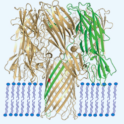 Nanopore