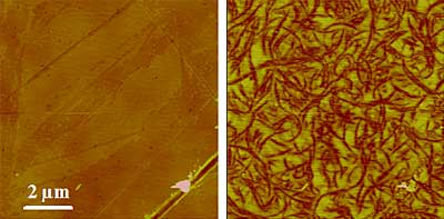 AFM and EFM images