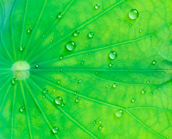 lotus leaf