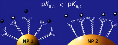 Nanoparticle curvatures affecting ligands on surface