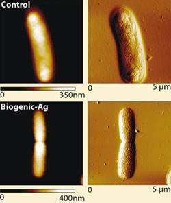 Toxic effects of biogen-Ag nanoparticles