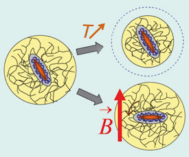 Dual responsive microgel particles