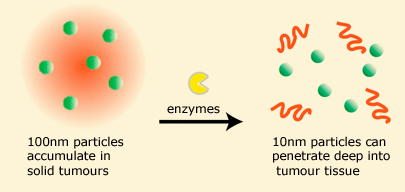 Nanoparticles change size in tumour microenvironment